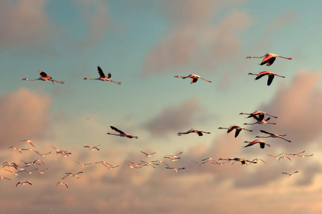 Migrating Cranes